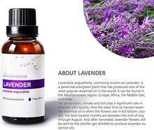 Load image into Gallery viewer, Lavender Essential Oil (Lavandula angustifolia) -30ML