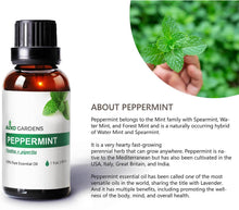 Load image into Gallery viewer, Peppermint Essential Oil (Mentha × piperita) - 30mL (1 fl oz.) -100% Natural and Pure for Aromatherapy-Fresh, Minty and Cool